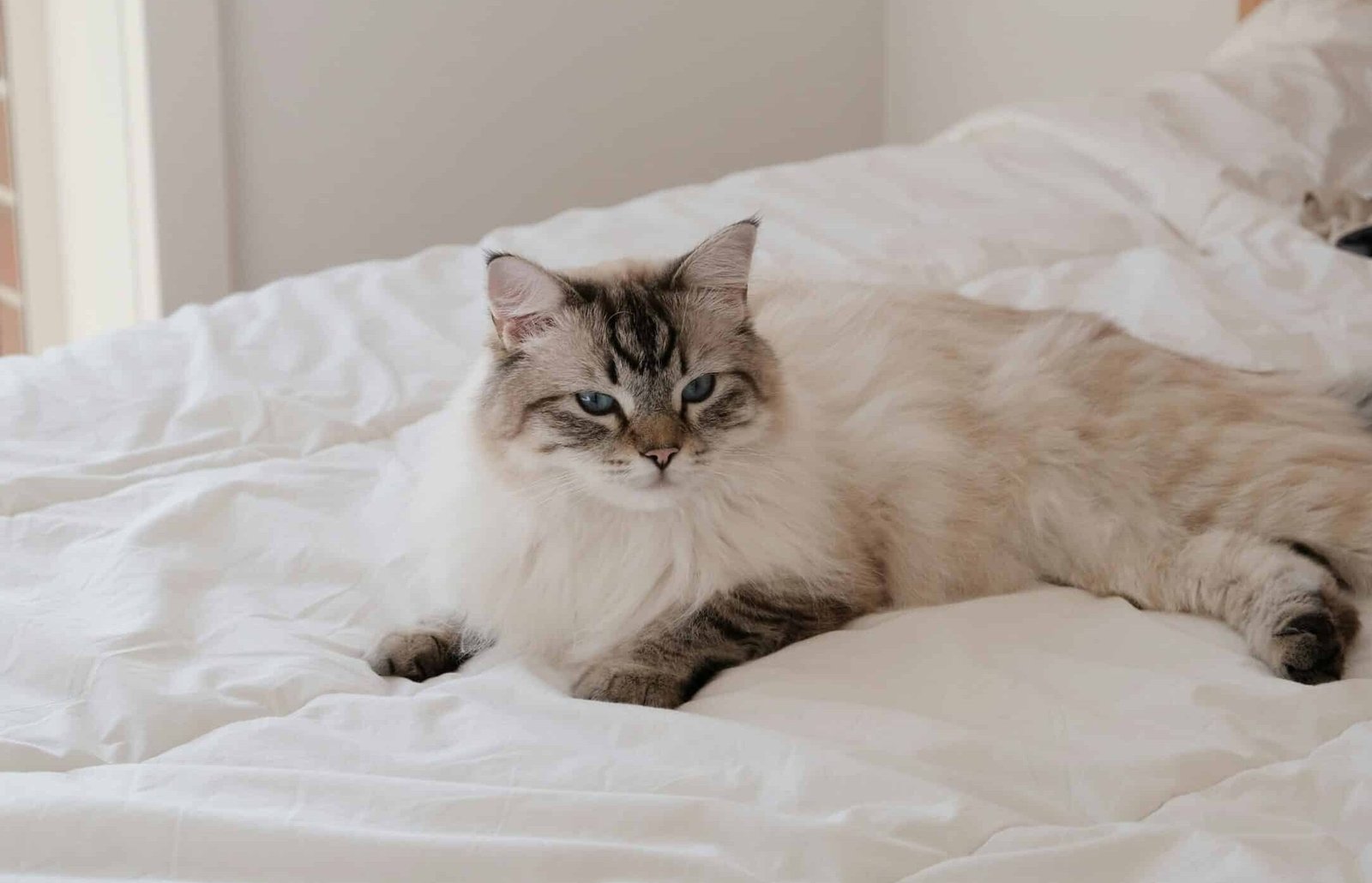 Top 10 popular cat breed