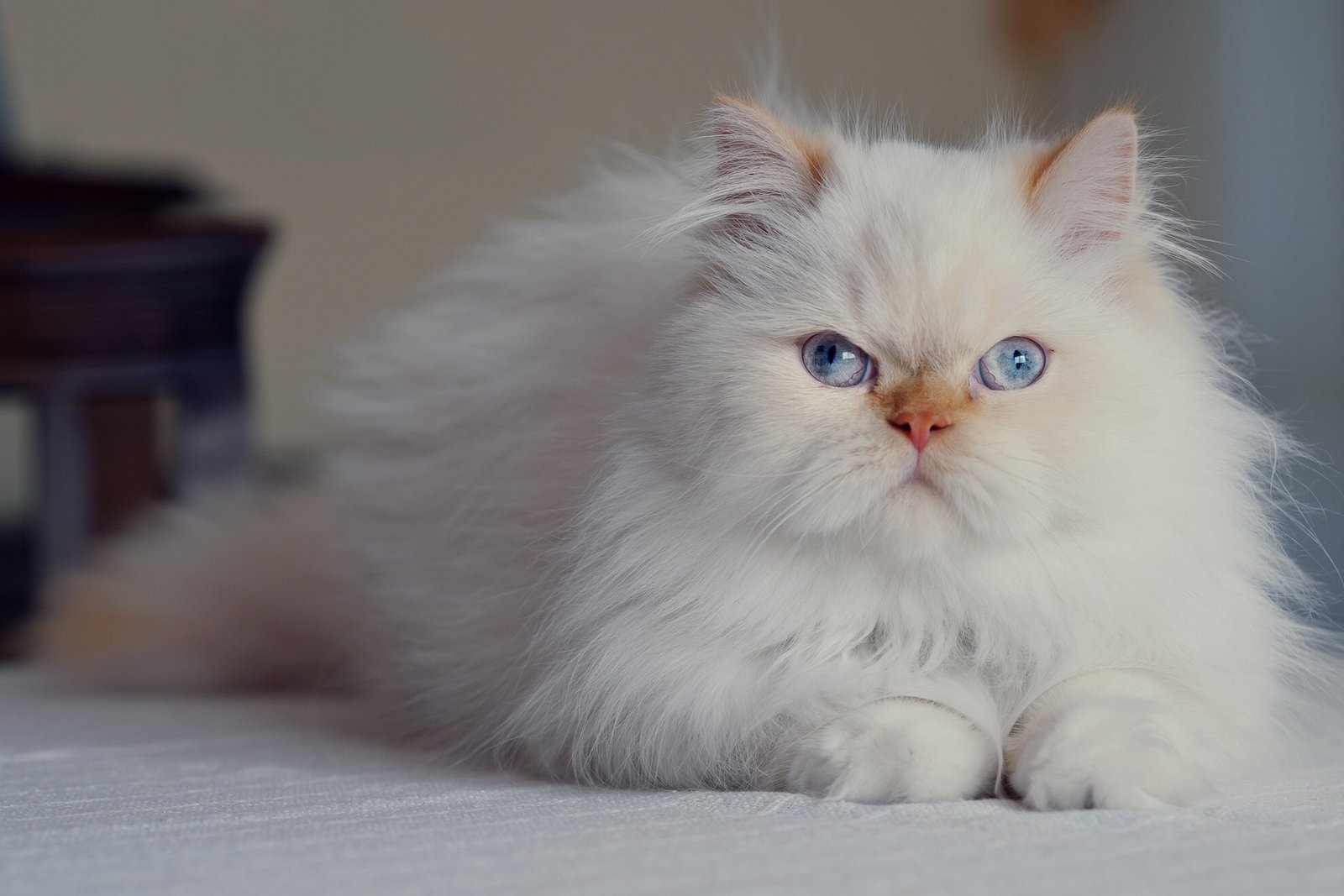 Say hello to the Persian Cat