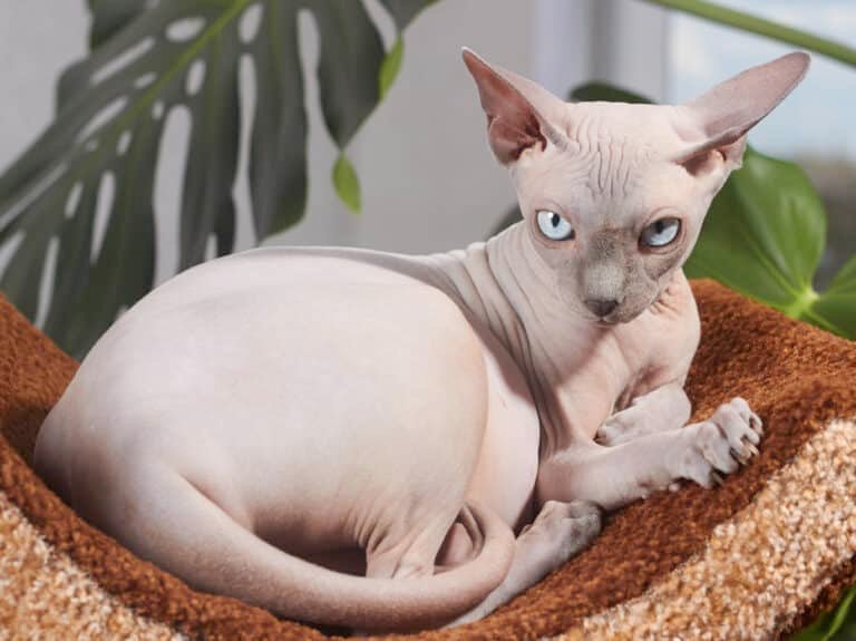 Adult_cat_Sphynx