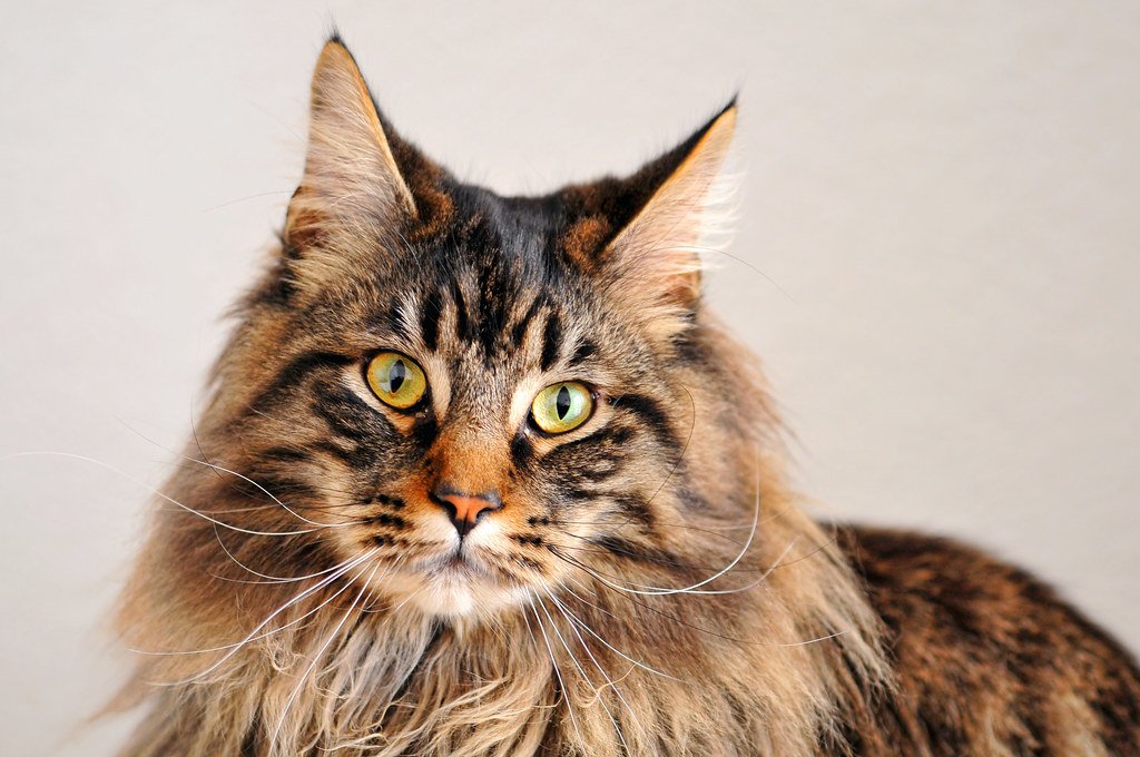 Maine Coon cat