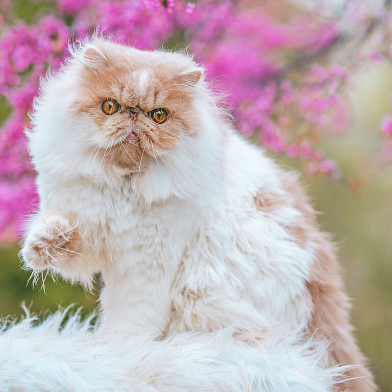 Persian_Cat_In_Flowers_(2020)_(cropped_2023)