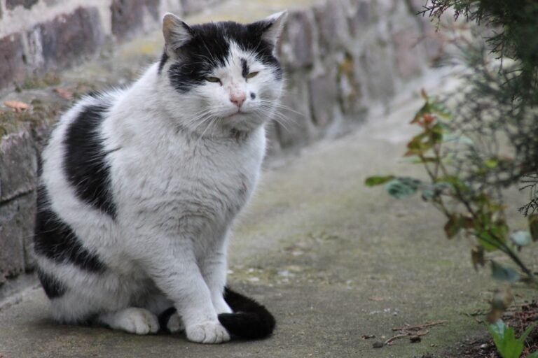 care for a senior cat